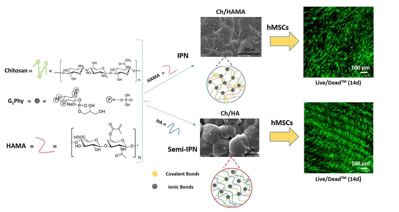 Polymers Free Full Text Evaluation Of Glycerylphytate Crosslinked Semi And Interpenetrated Polymer Membranes Of Hyaluronic Acid And Chitosan For Tissue Engineering Html