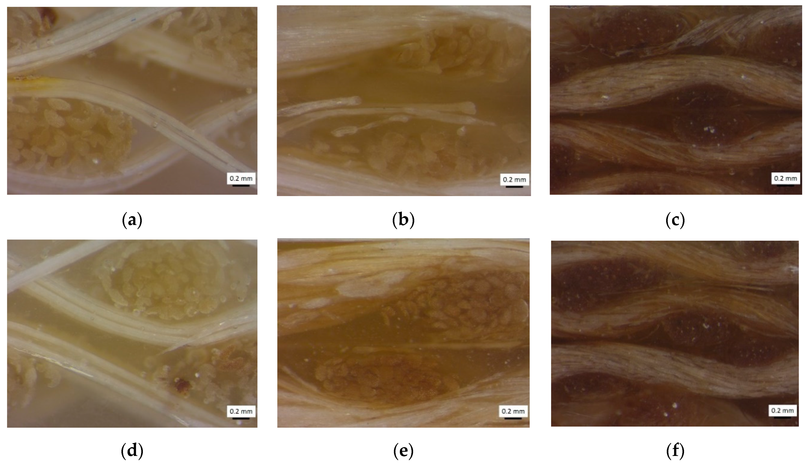 Polymers 12 02841 g004 Polymers 12 02841 g004