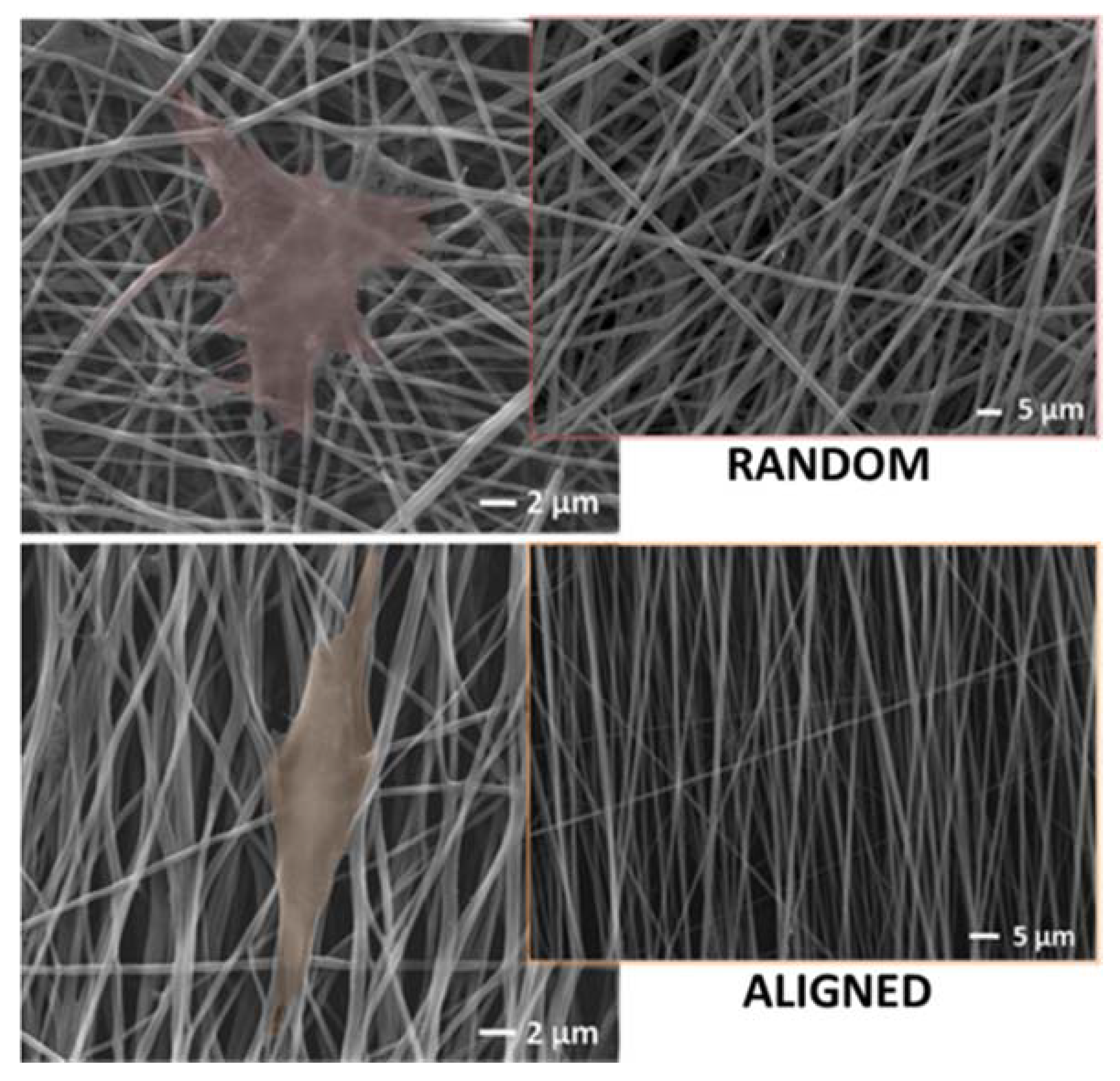 Polymers 12 02896 g003 Polymers 12 02896 g003