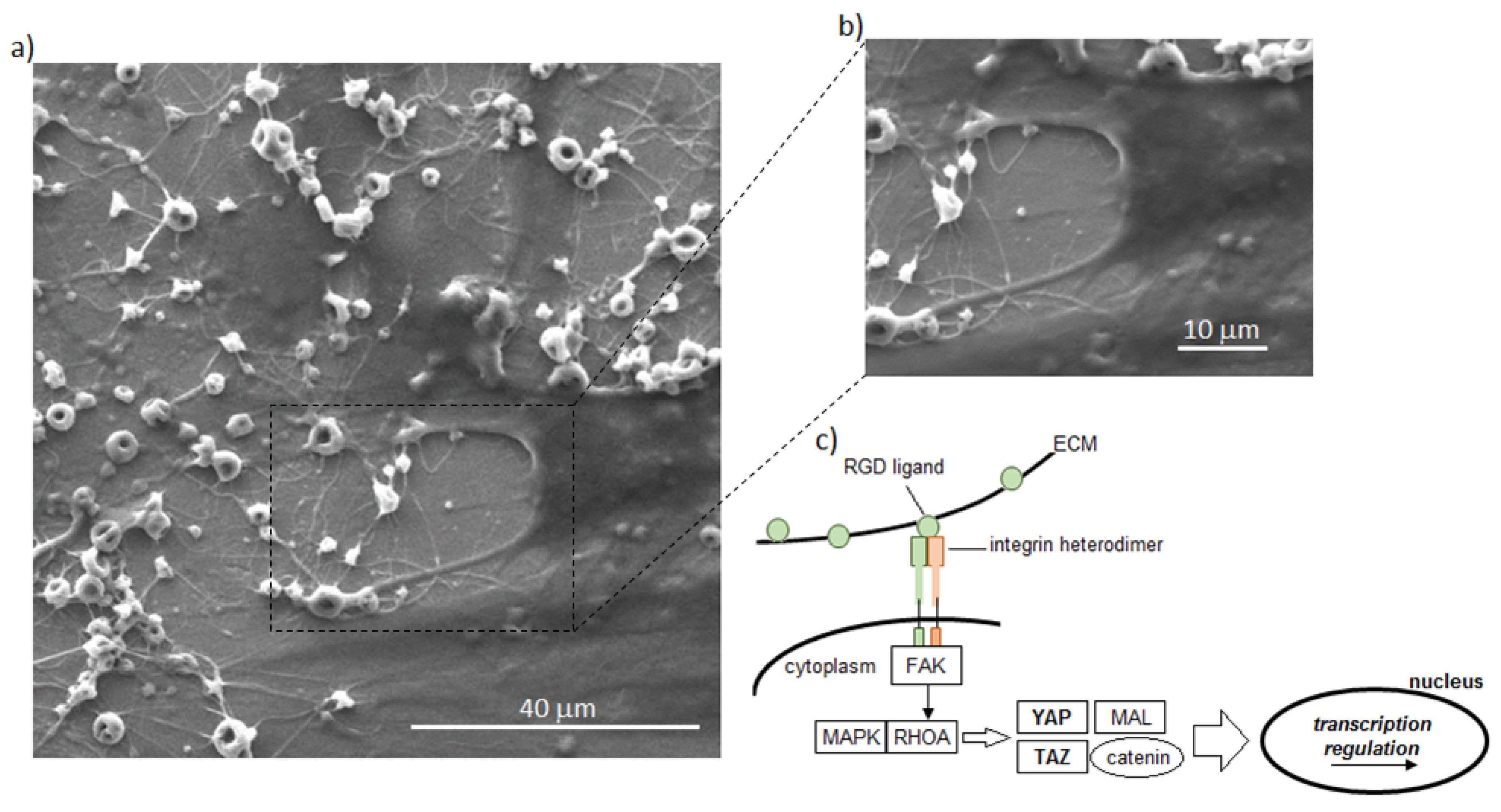 Polymers 12 02896 g006 Polymers 12 02896 g006