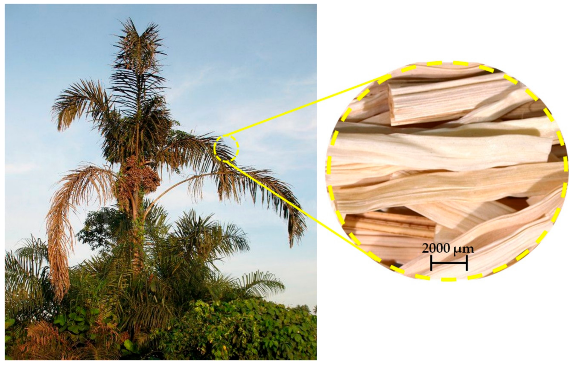 Polymers 12 02899 g002