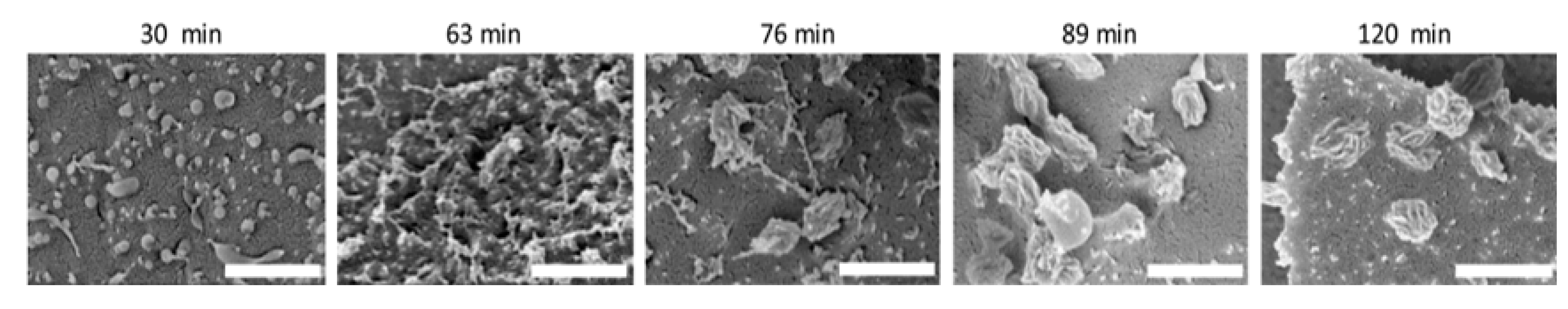Polymers 12 02973 g003 Polymers 12 02973 g003