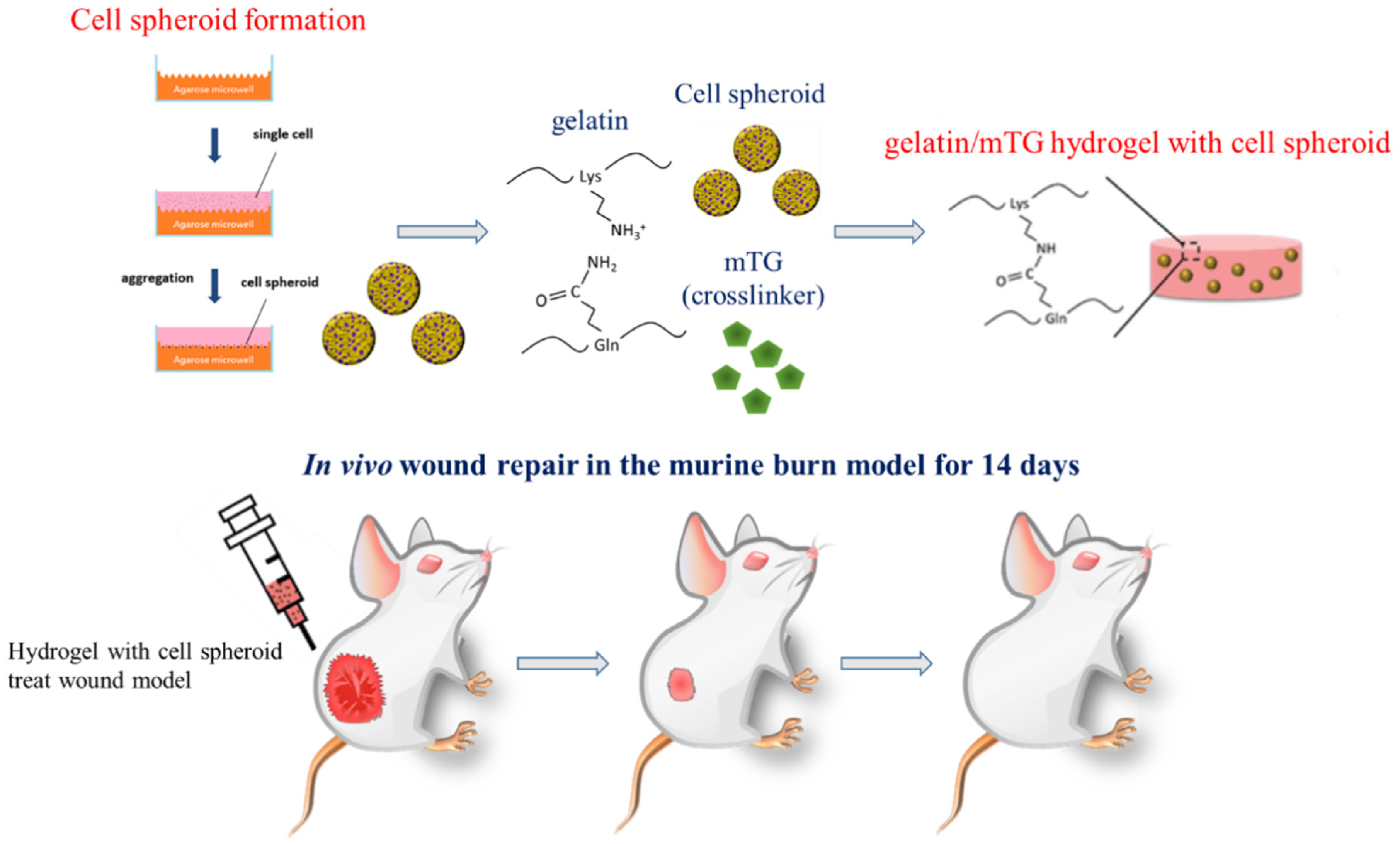 3d Cell Proliferation Gelatin Hydrogel