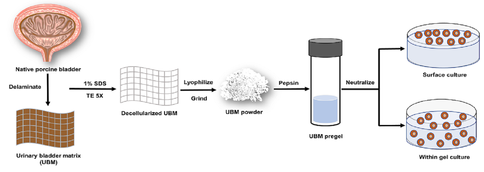 Polymers Free FullText Characterization of Porcine Urinary Bladder