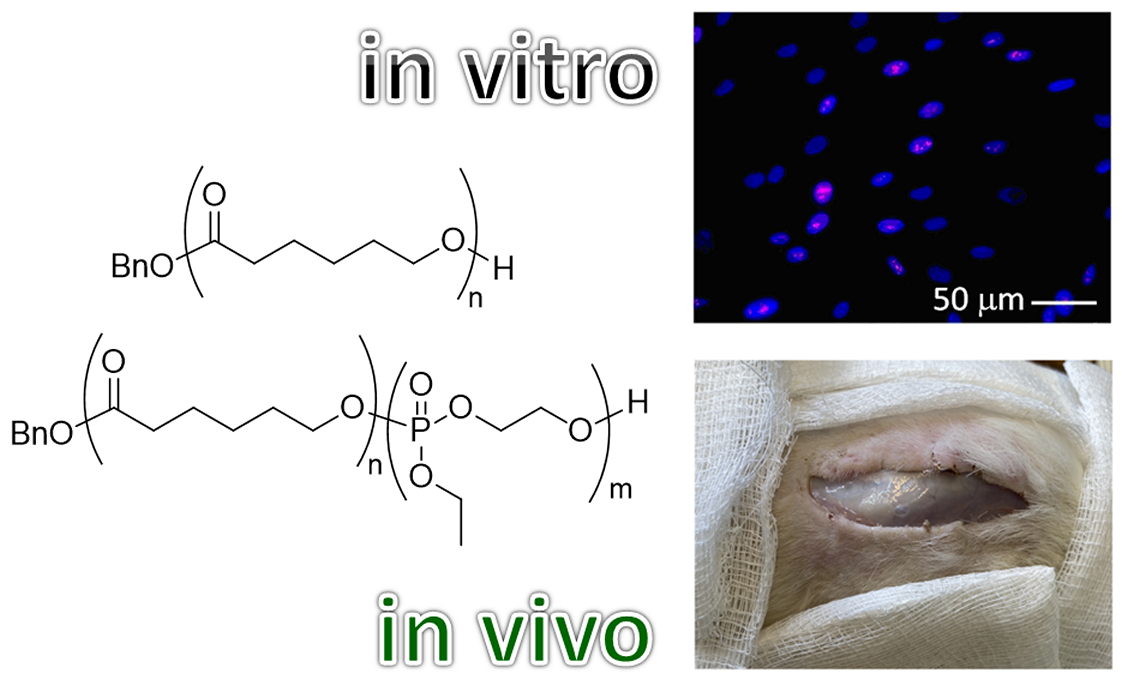 Polymers Free Full Text In Vitro And In Vivo Studies Of Biodegradability And Biocompatibility Of Poly Ecl B Poly Etoep Based Films Html