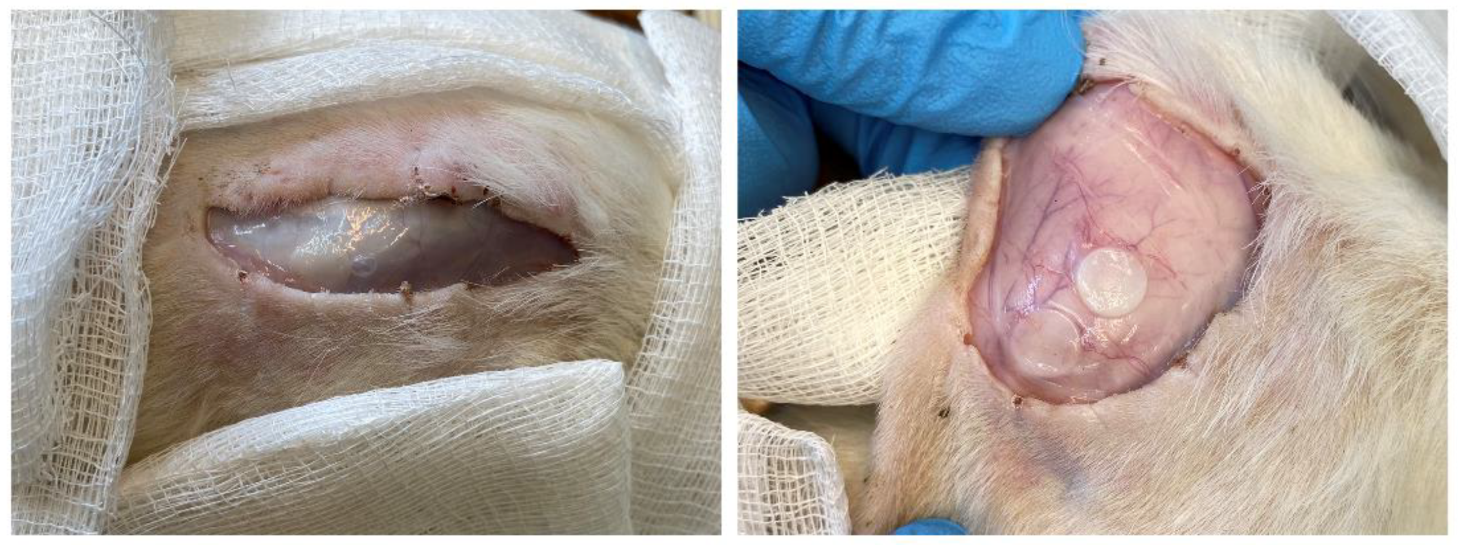 Polymers 12 03039 g001