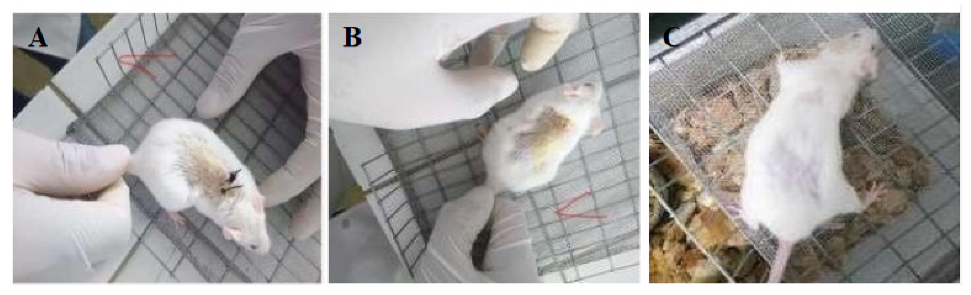 Polymers 12 03042 g008 Polymers 12 03042 g008