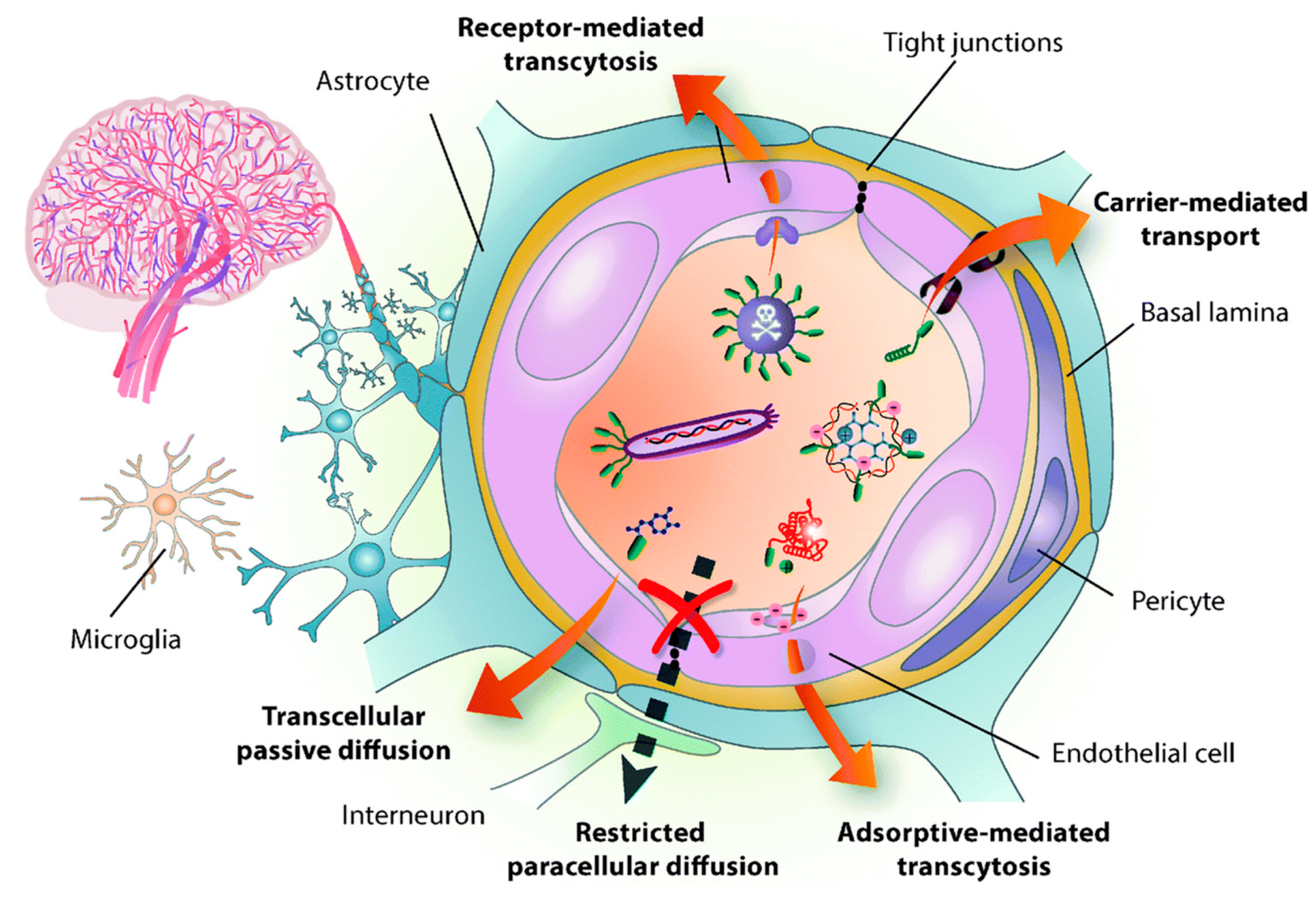 Polymers Free Full Text Advancements In The Blood Brain Barrier Penetrating Nanoplatforms For Brain Related Disease Diagnostics And Therapeutic Applications Polymers Free Full Text Advancements In The Blood Brain Barrier Penetrating Nanoplatforms For Brain Related Disease Diagnostics And Therapeutic Applications
