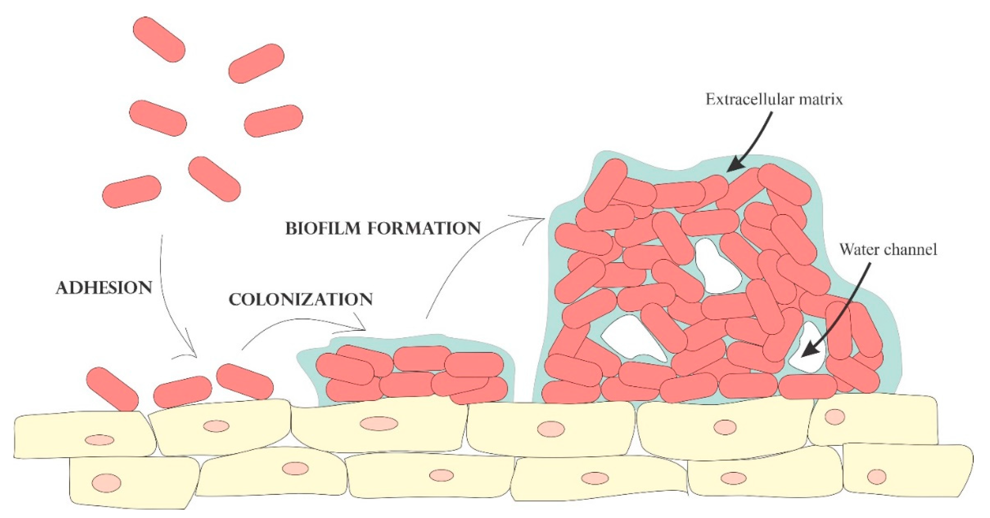 Polymers 13 00026 g002