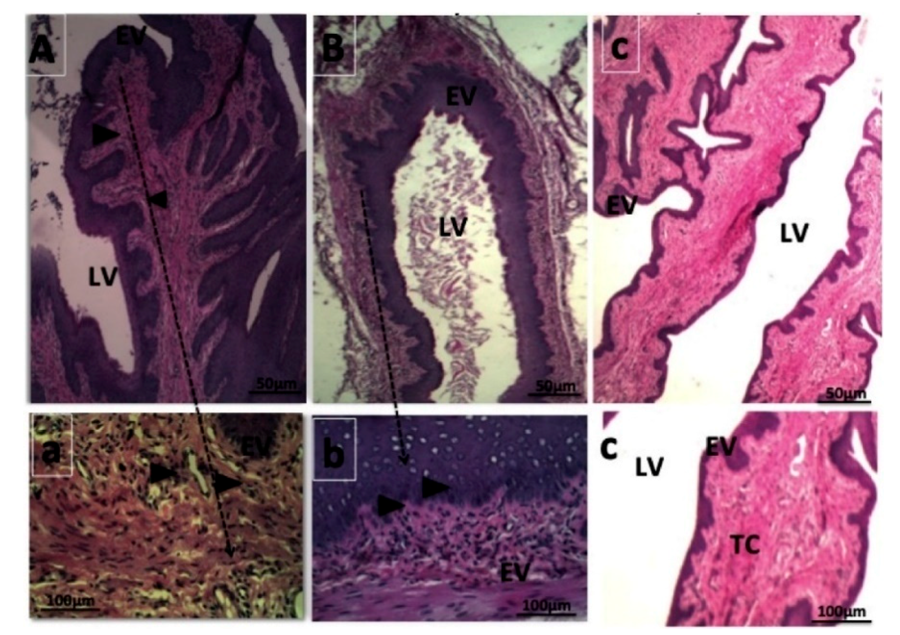 Polymers 13 00026 g003