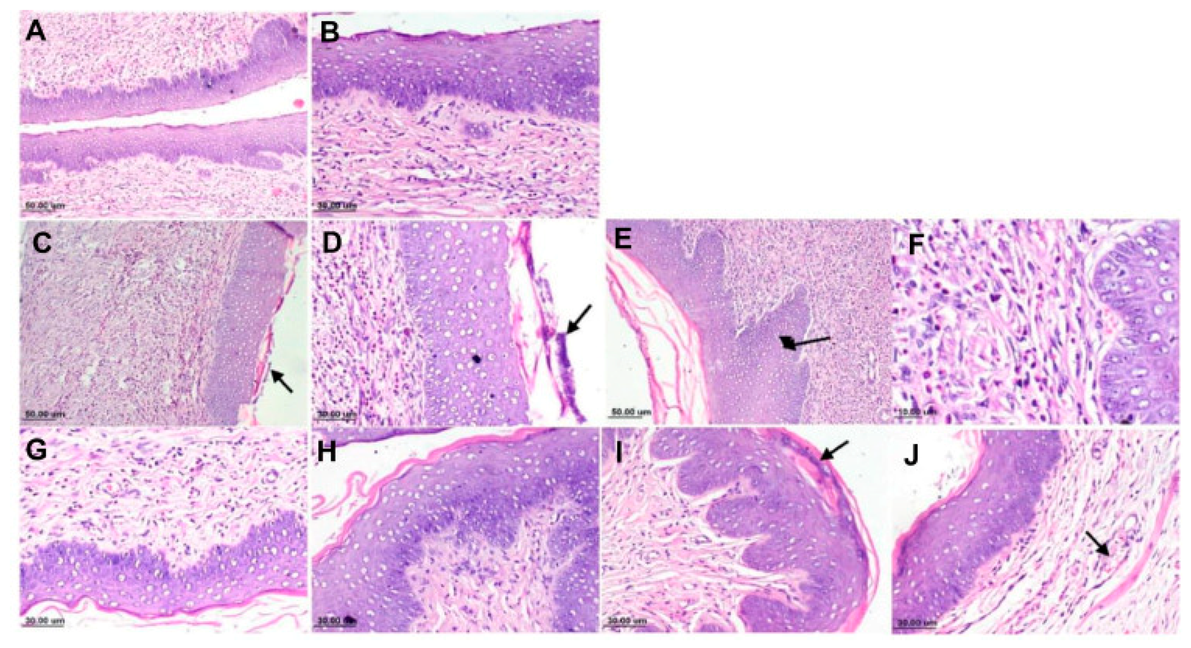 Polymers 13 00026 g004