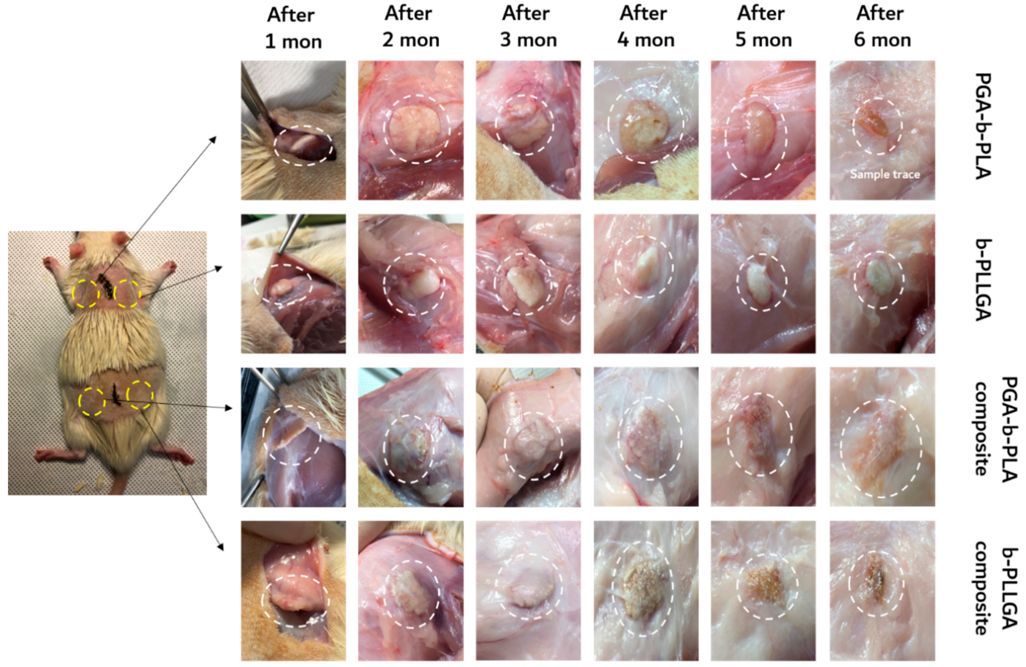Polymers 13 00029 g008 Polymers 13 00029 g008