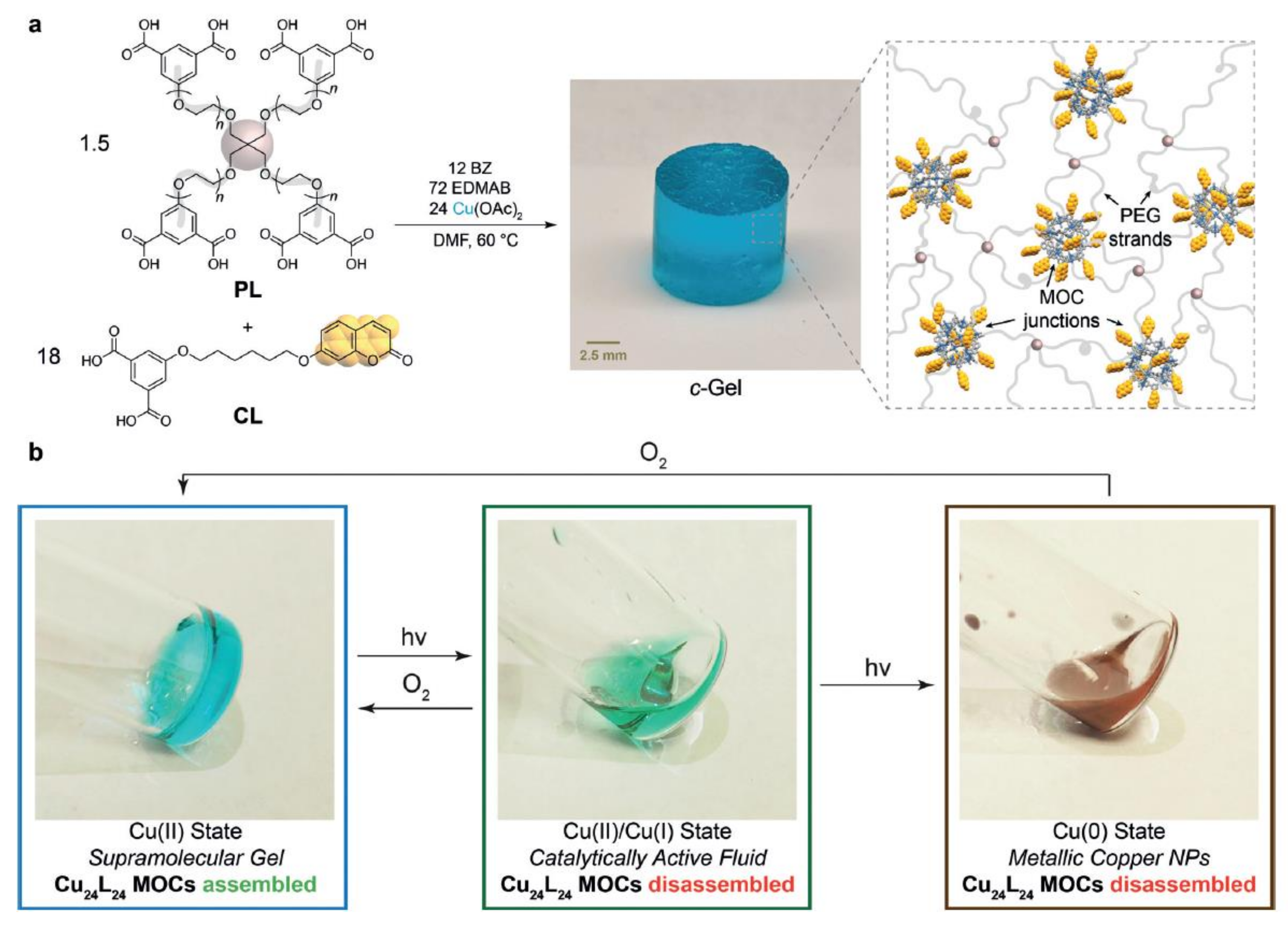 Polymers Free Full Text Recent Advances In Functional Polymers Containing Coumarin Chromophores Html Polymers Free Full Text Recent Advances In Functional Polymers Containing Coumarin Chromophores Html