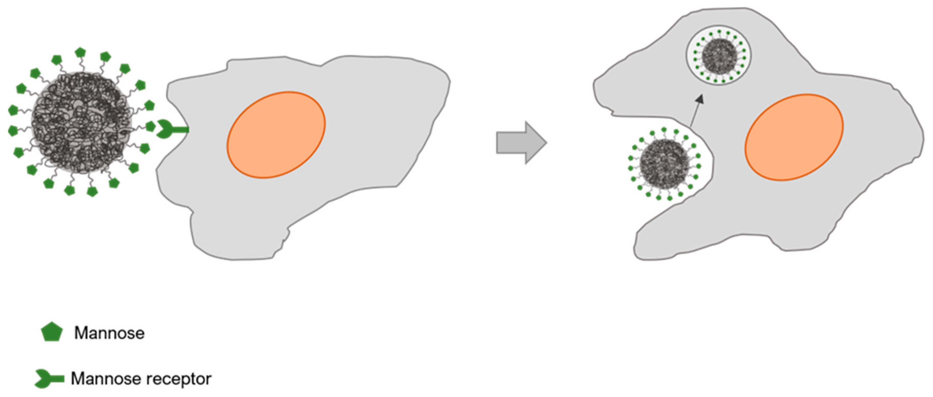 Polymers 13 00088 g004