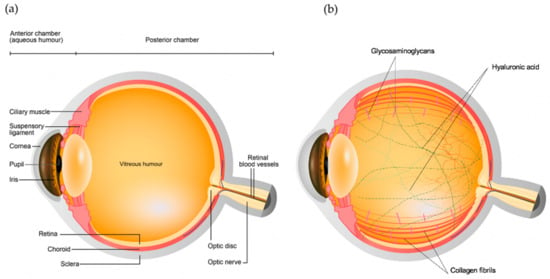 Gömbös látáseltérés az Blepharitis - a szemhéjszél gyulladása