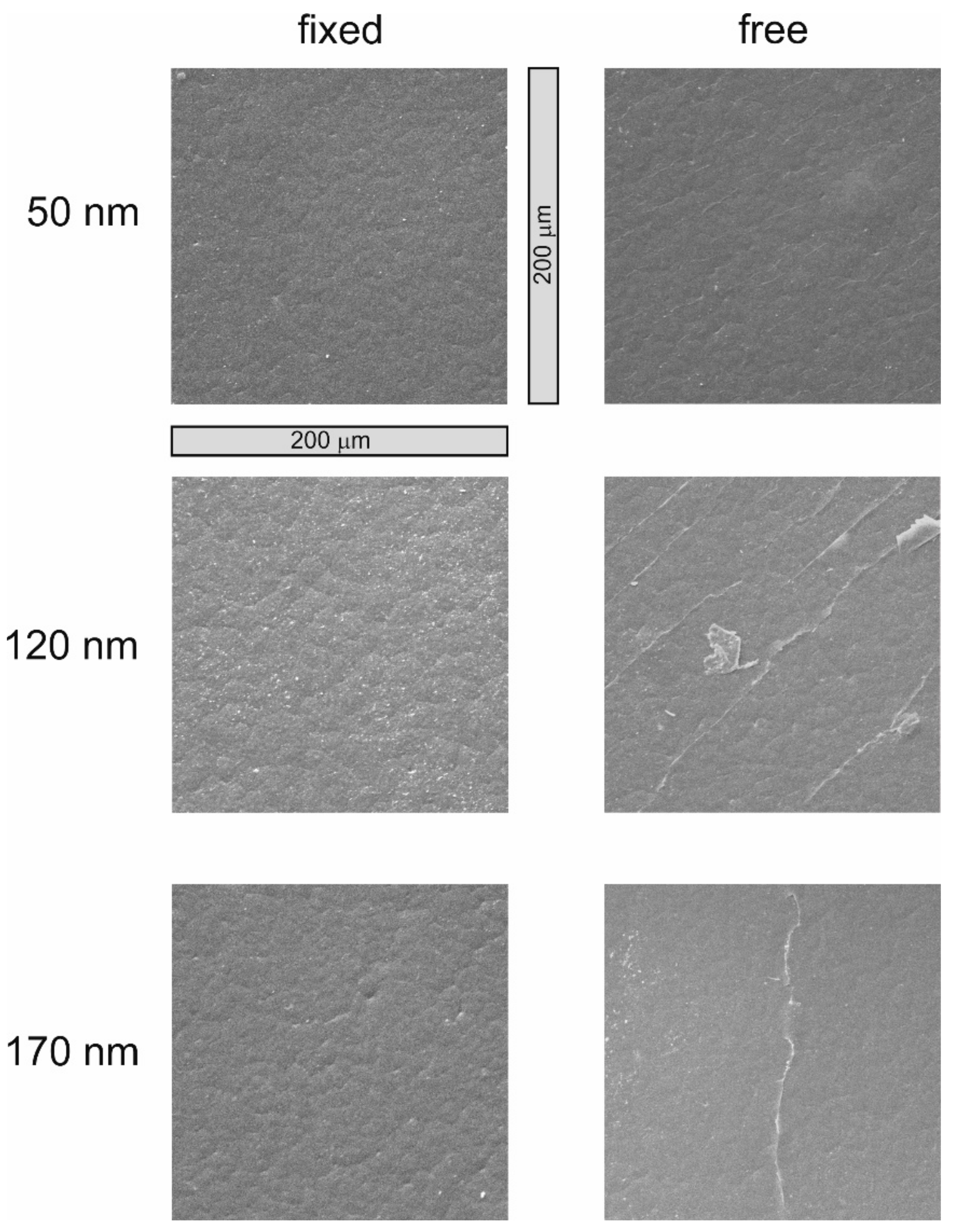 Polymers 13 00184 g004 Polymers 13 00184 g004