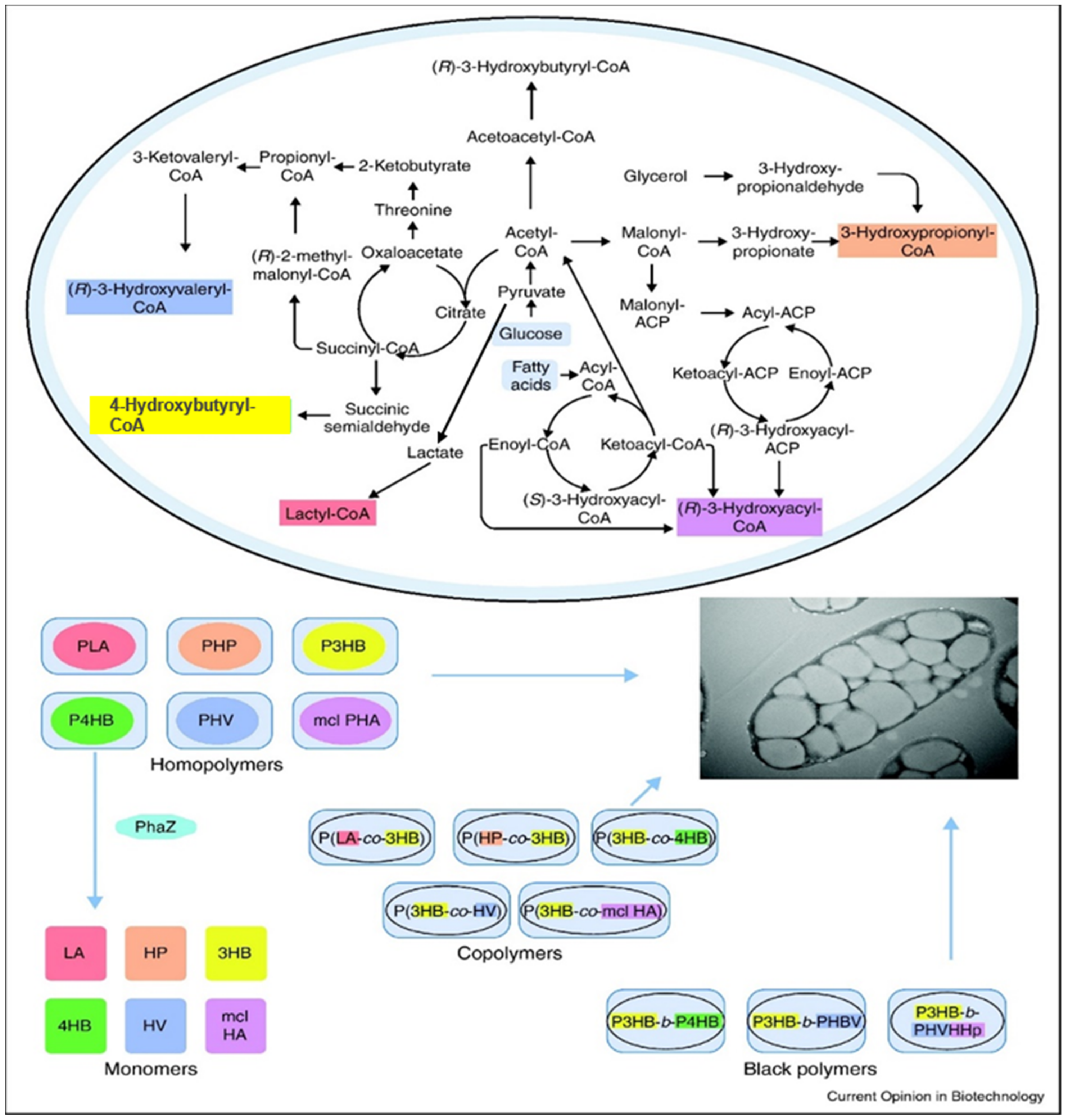 Polymers 13 00253 g003 Polymers 13 00253 g003