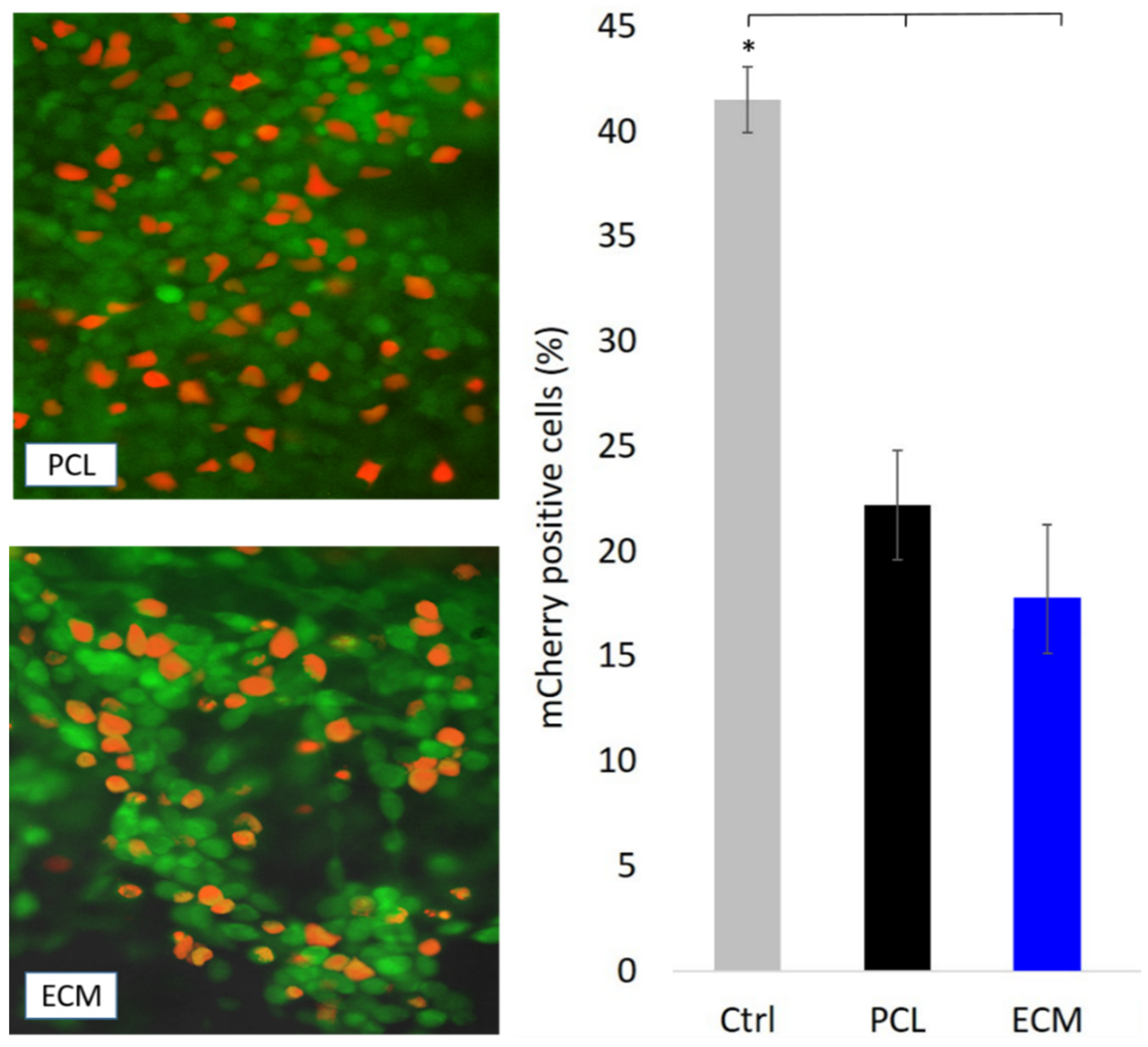 Polymers 13 00279 g004