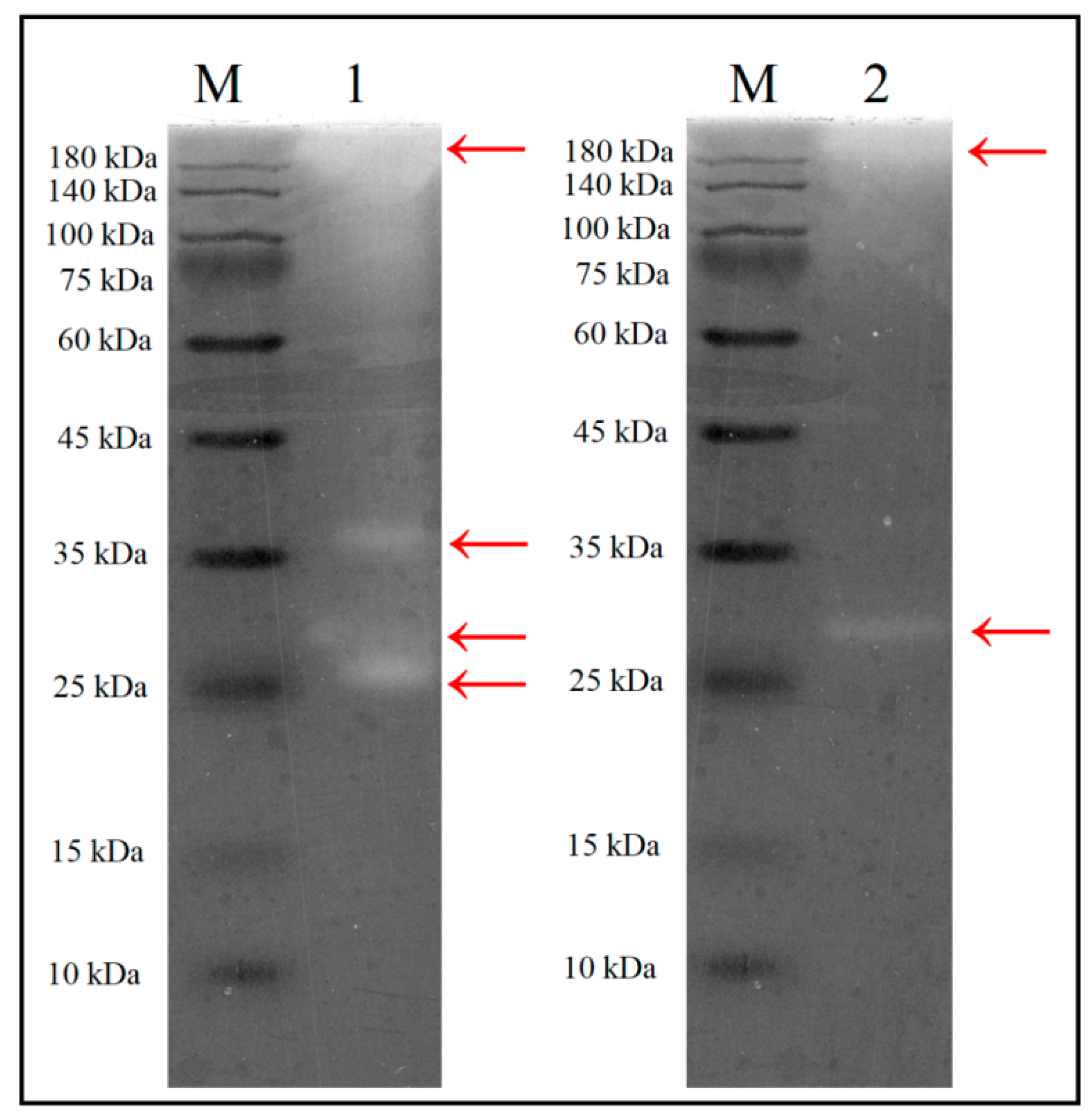 Polymers 13 00287 g004 Polymers 13 00287 g004