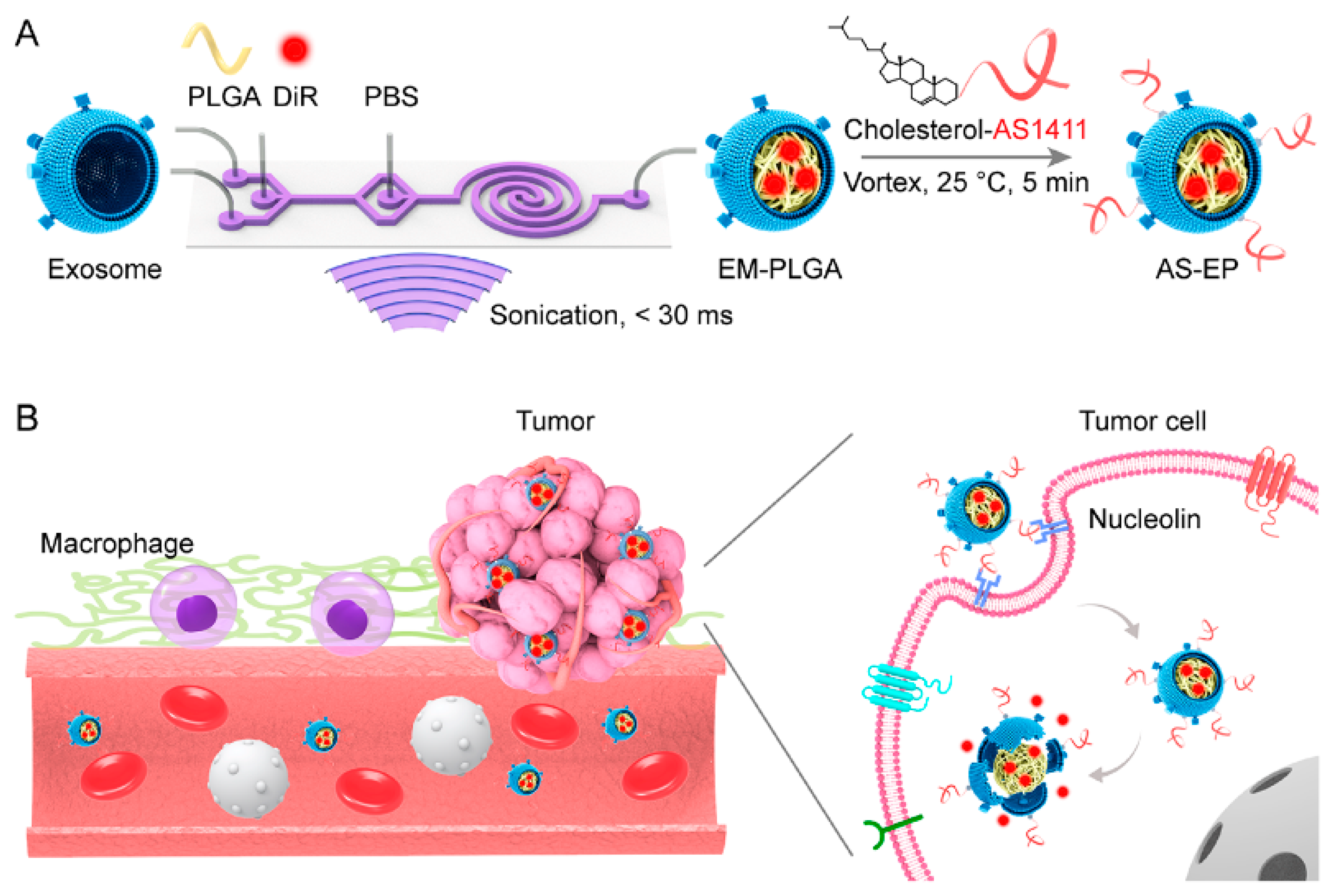 Polymers Free Full Text Polymer Nanoparticles And Nanomotors Modified By Dna Rna Aptamers And Antibodies In Targeted Therapy Of Cancer Html Polymers Free Full Text Polymer Nanoparticles And Nanomotors Modified By Dna Rna Aptamers And Antibodies In Targeted Therapy Of Cancer Html