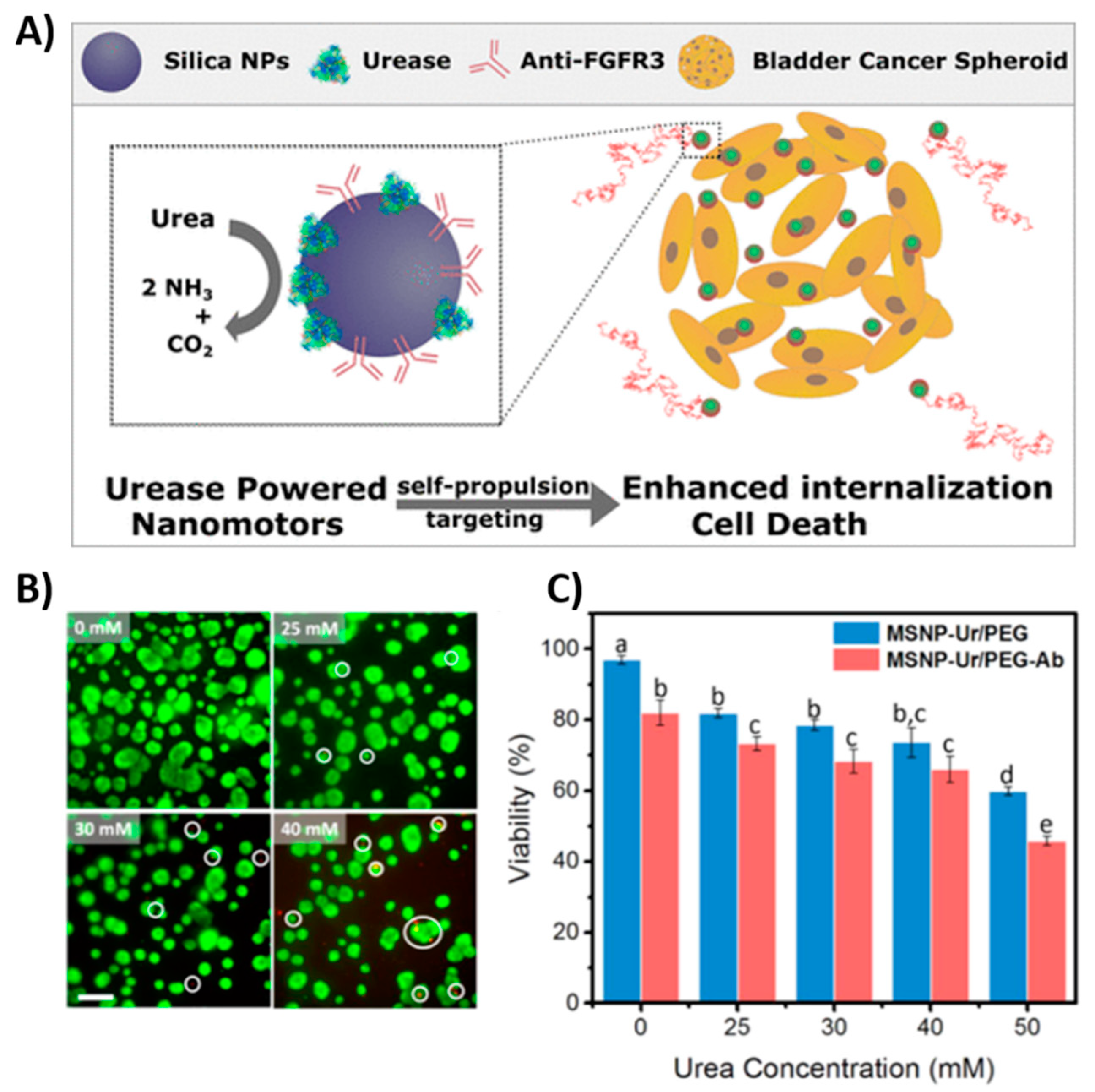 Polymers 13 00341 g014 Polymers 13 00341 g014
