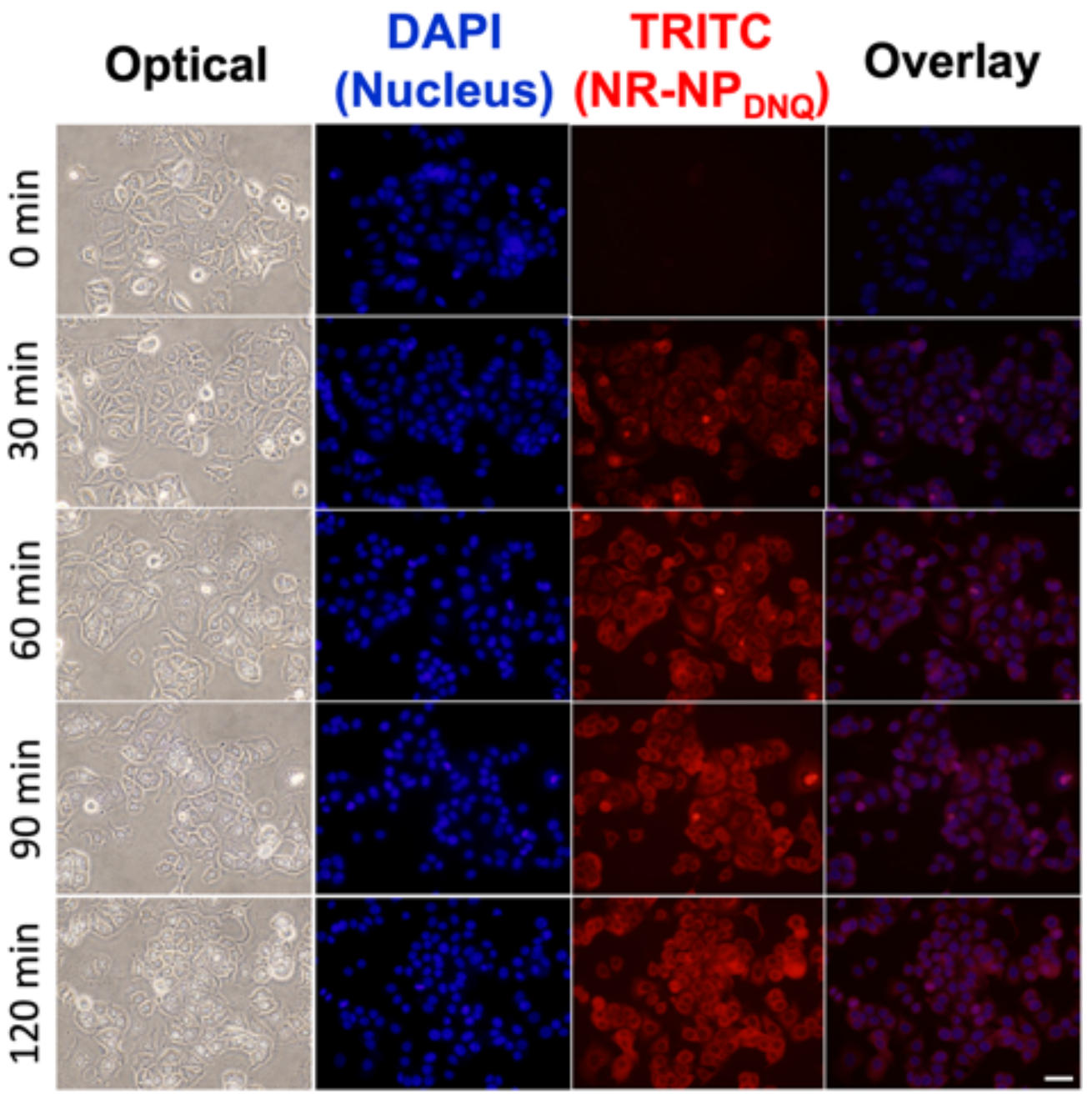 Polymers 13 00377 g004 Polymers 13 00377 g004