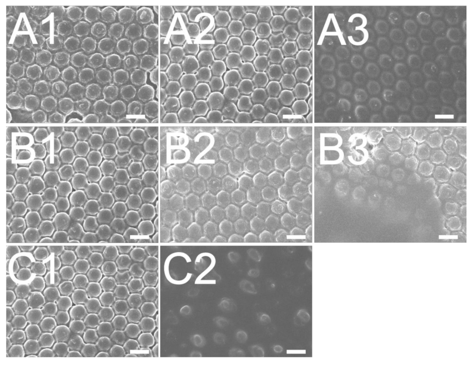 Polymers 13 00405 g012 Polymers 13 00405 g012
