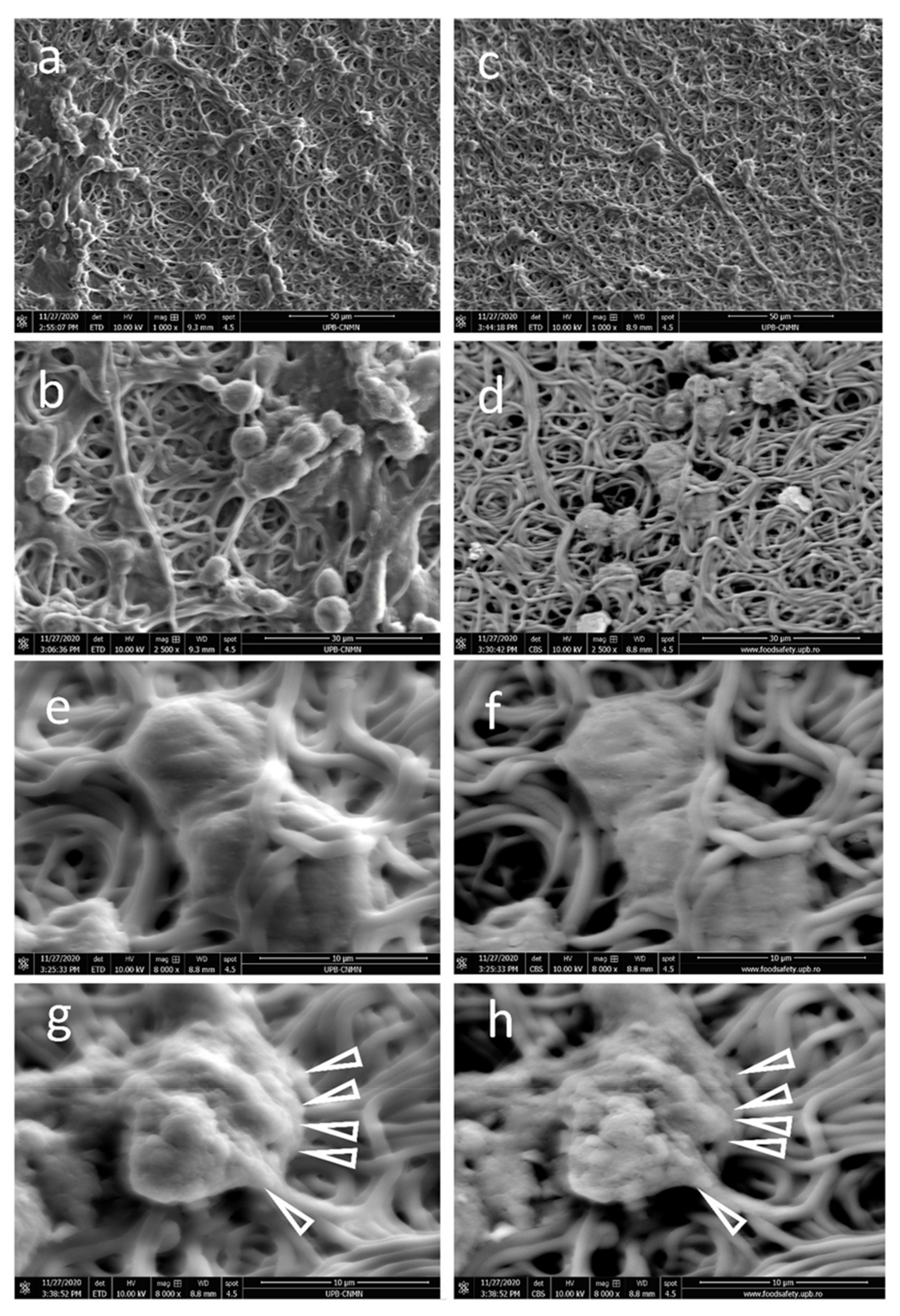 Polymers 13 00407 g006 Polymers 13 00407 g006