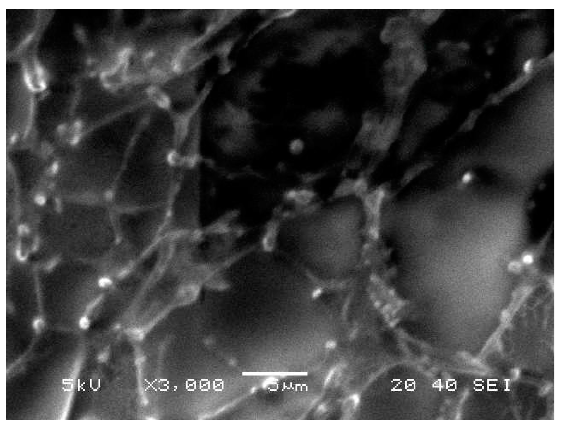 Polymers 13 00577 g003