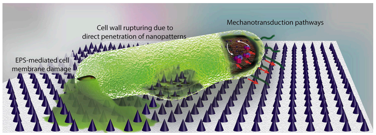 Polymers 13 00613 g011 Polymers 13 00613 g011