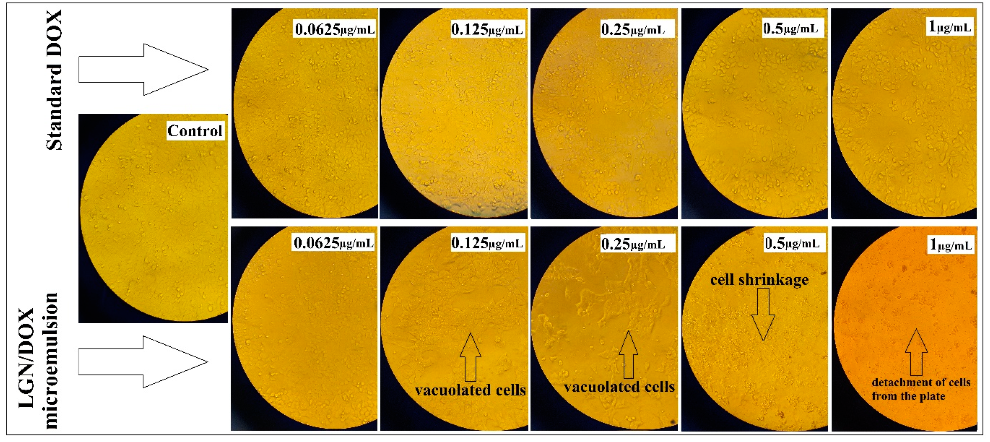 Polymers 13 00641 g005 Polymers 13 00641 g005