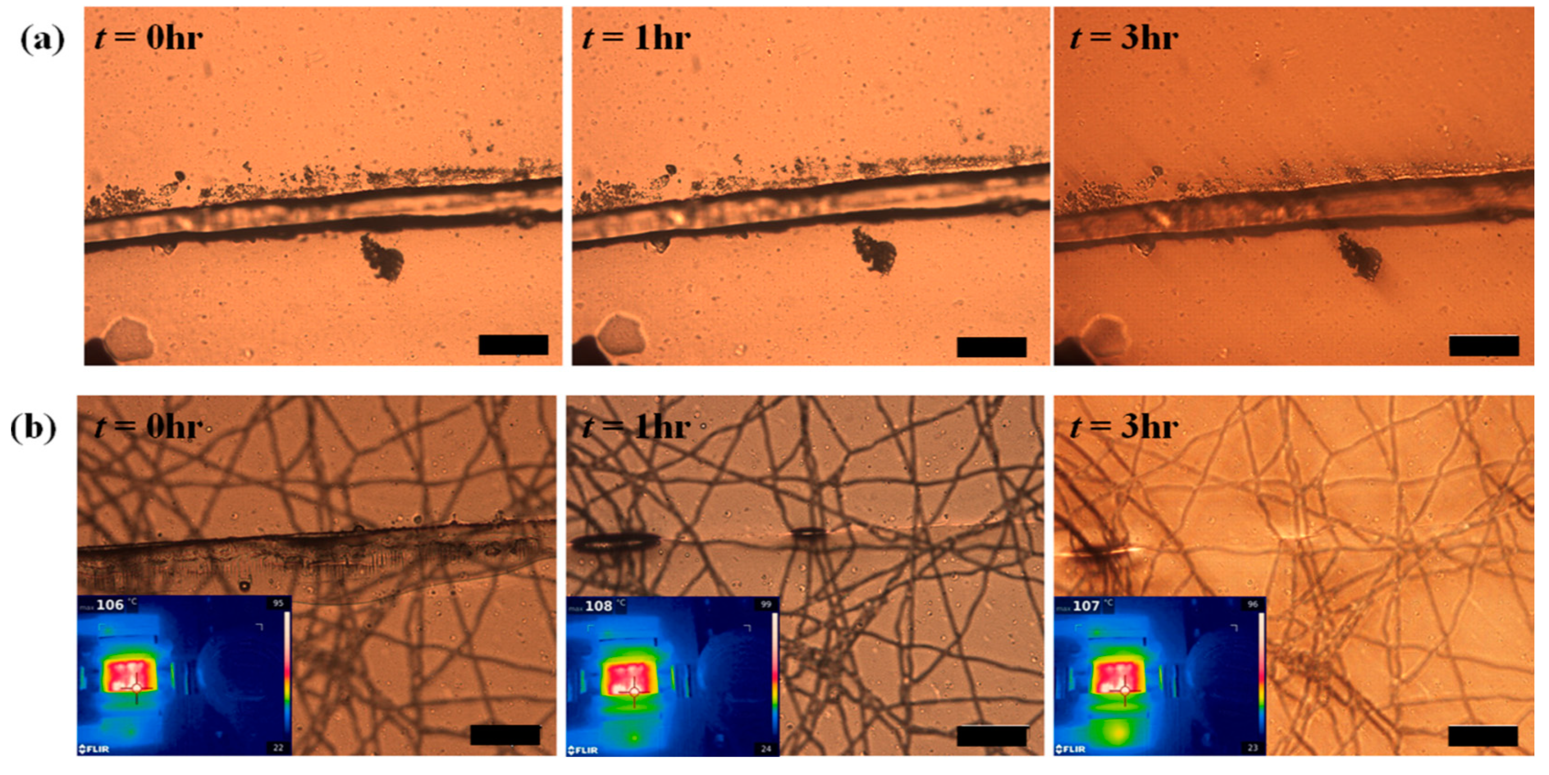 Polymers 13 00649 g011 Polymers 13 00649 g011