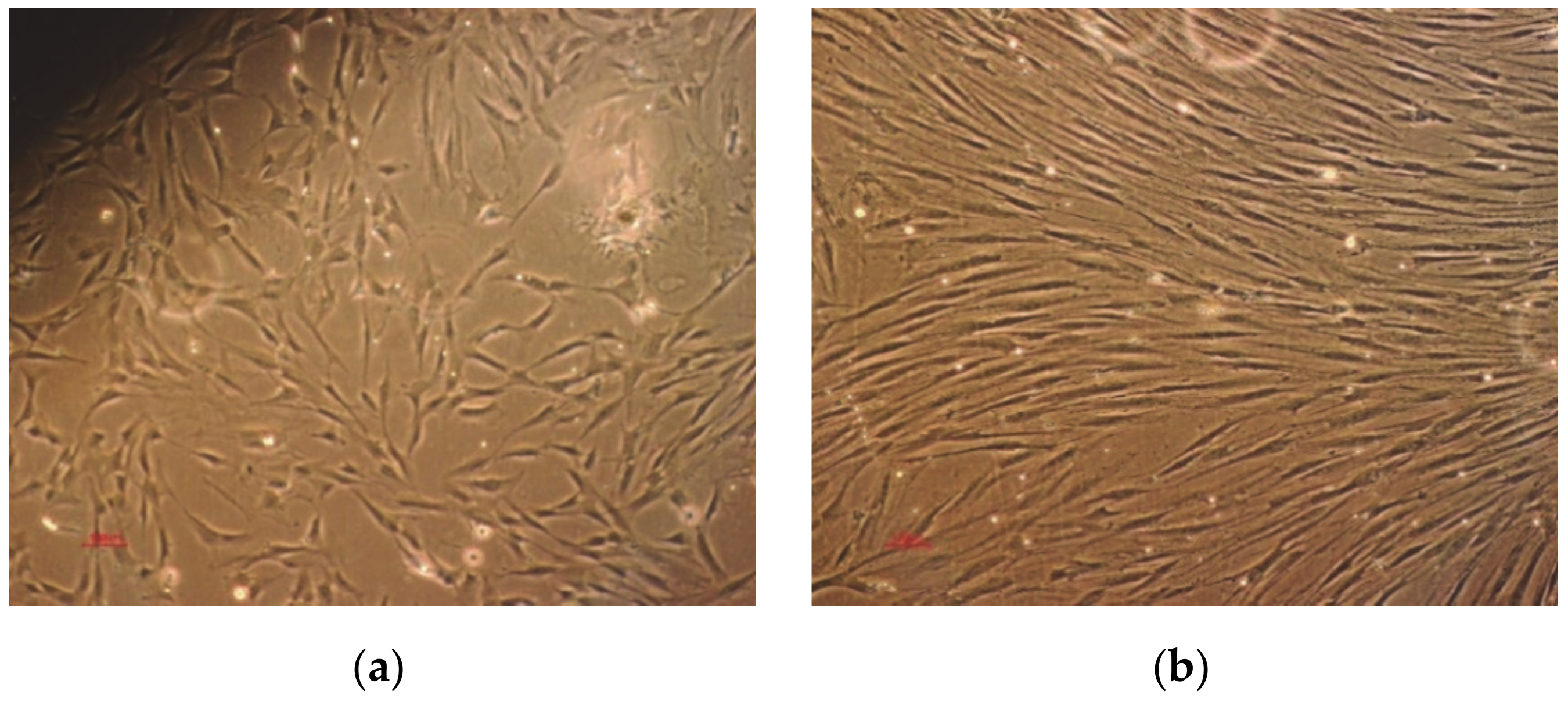 Polymers 13 00682 g004 Polymers 13 00682 g004