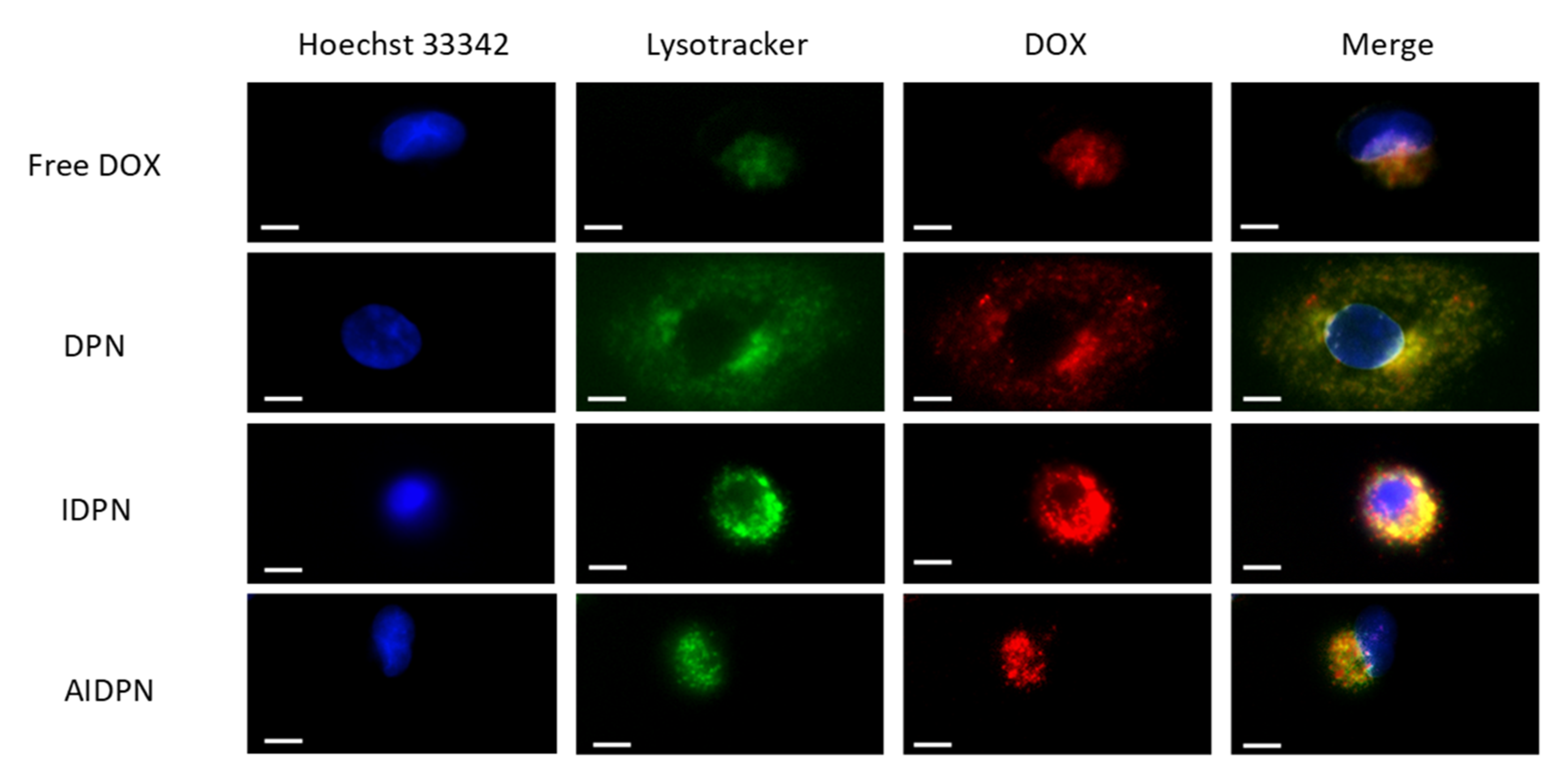 Polymers 13 00693 g007