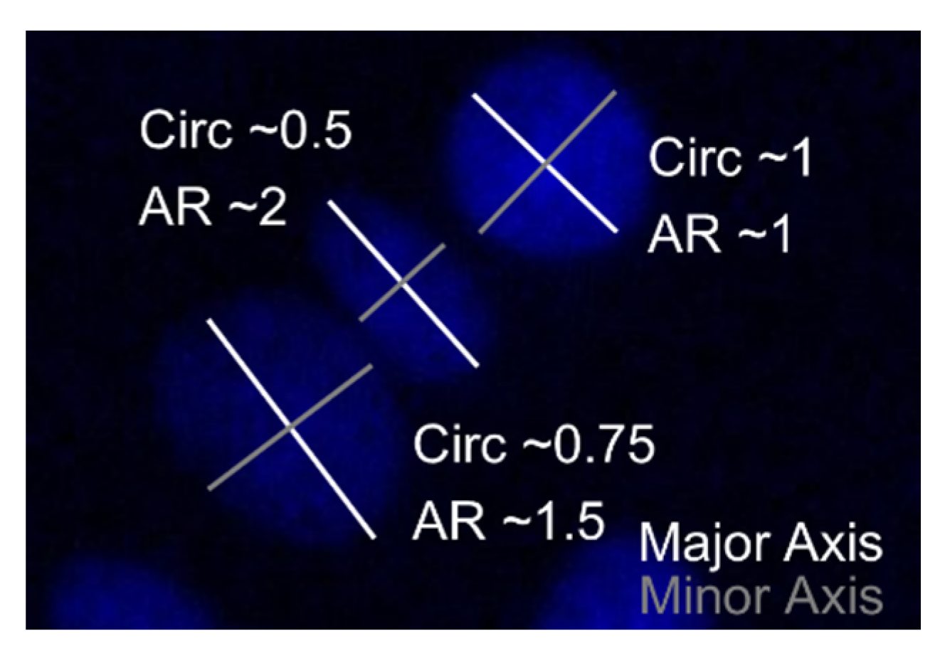 Polymers 13 00747 g002 Polymers 13 00747 g002