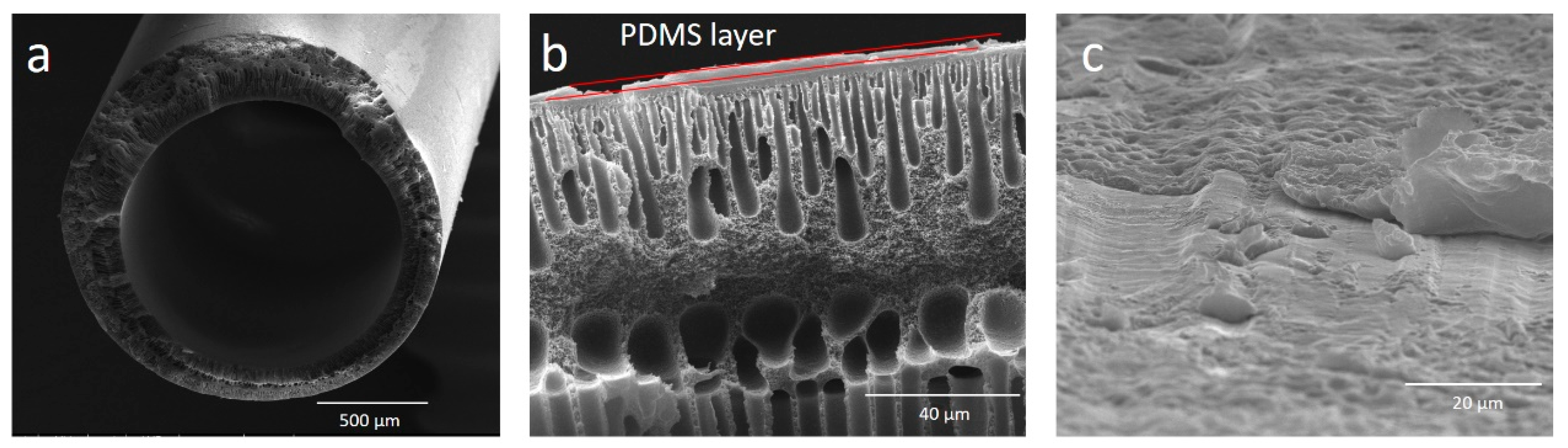 Polymers 13 00756 g002 Polymers 13 00756 g002