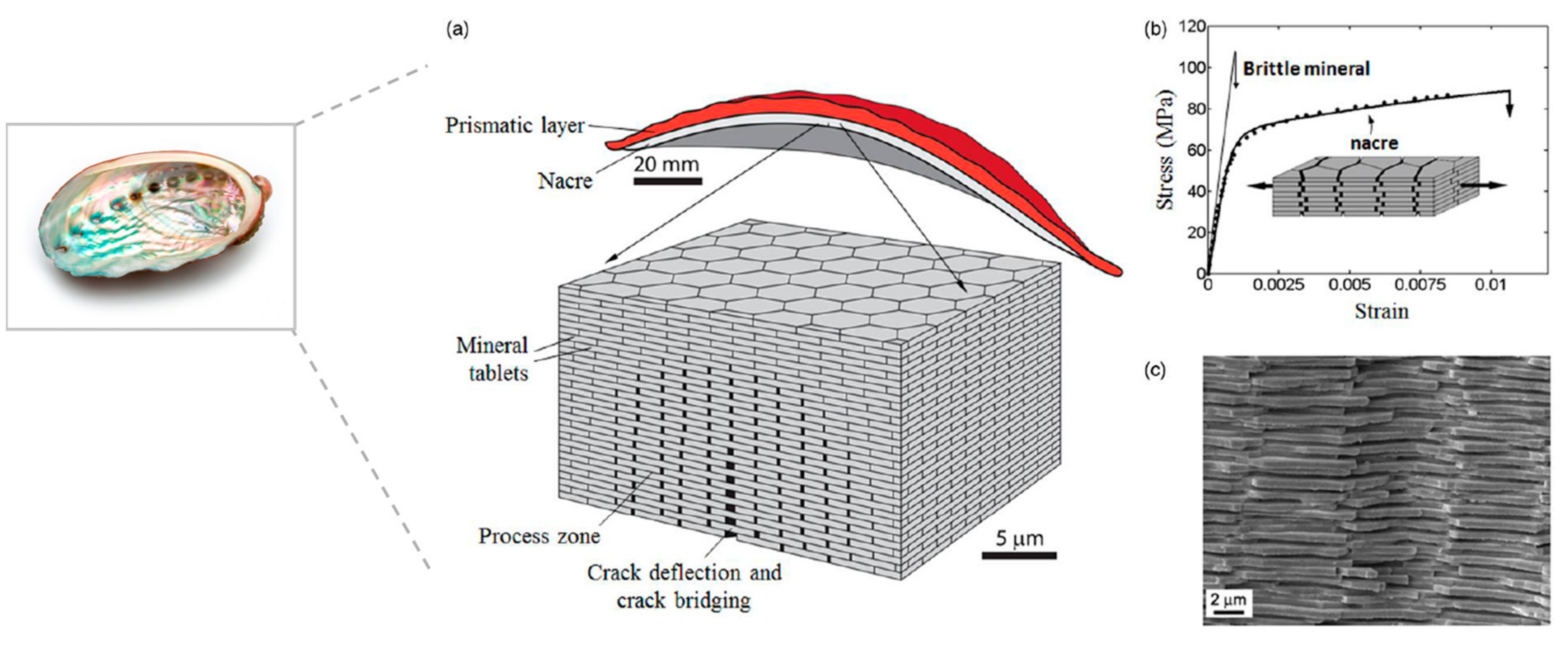 Polymers 13 00804 g002 Polymers 13 00804 g002