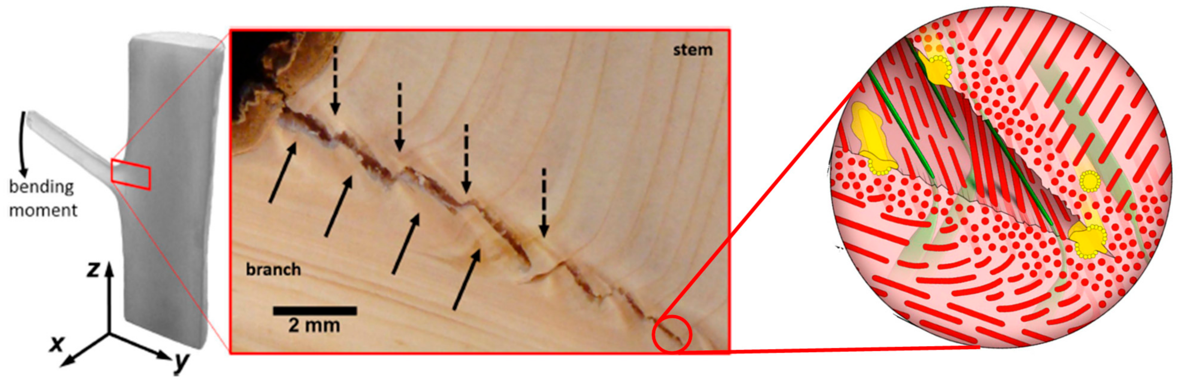 Polymers 13 00804 g003 Polymers 13 00804 g003