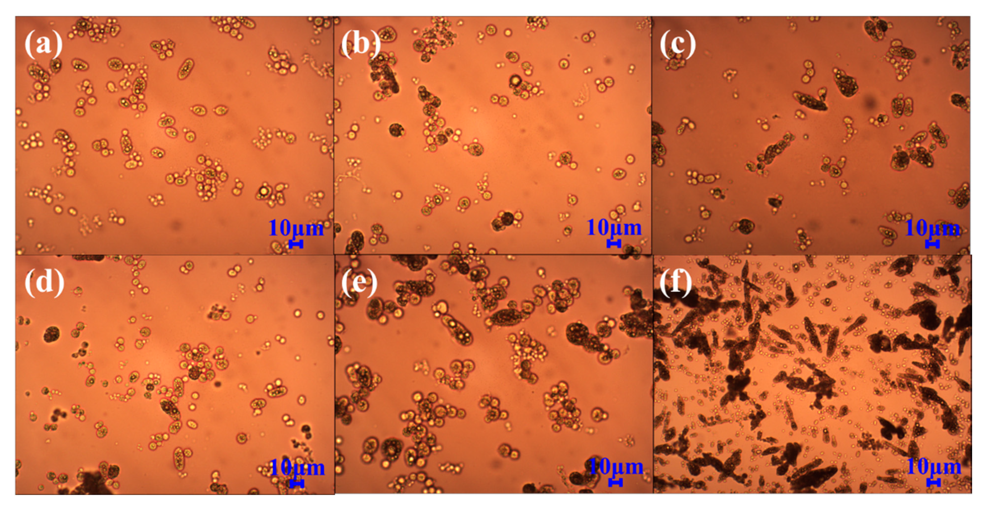 Polymers 13 00866 g006