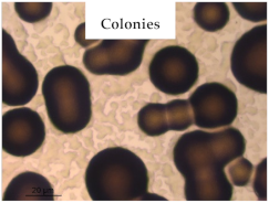 Polymers 13 00870 i004