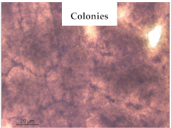 Polymers 13 00870 i010