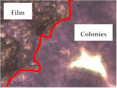 Polymers 13 00870 i011