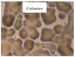 Polymers 13 00870 i016