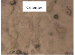 Polymers 13 00870 i019