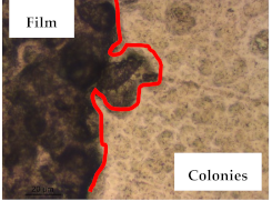 Polymers 13 00870 i021