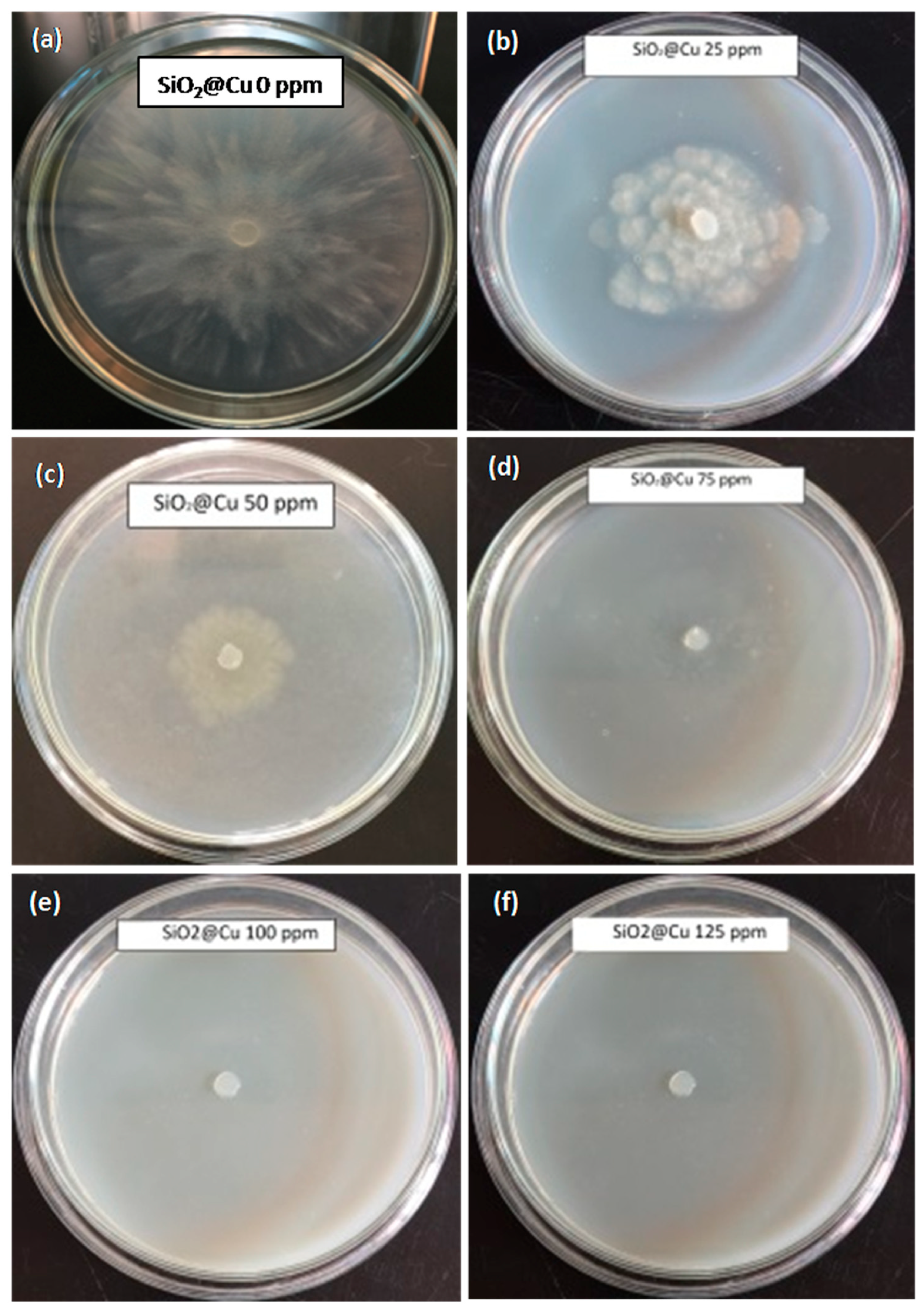 Polymers 13 00888 g007 Polymers 13 00888 g007