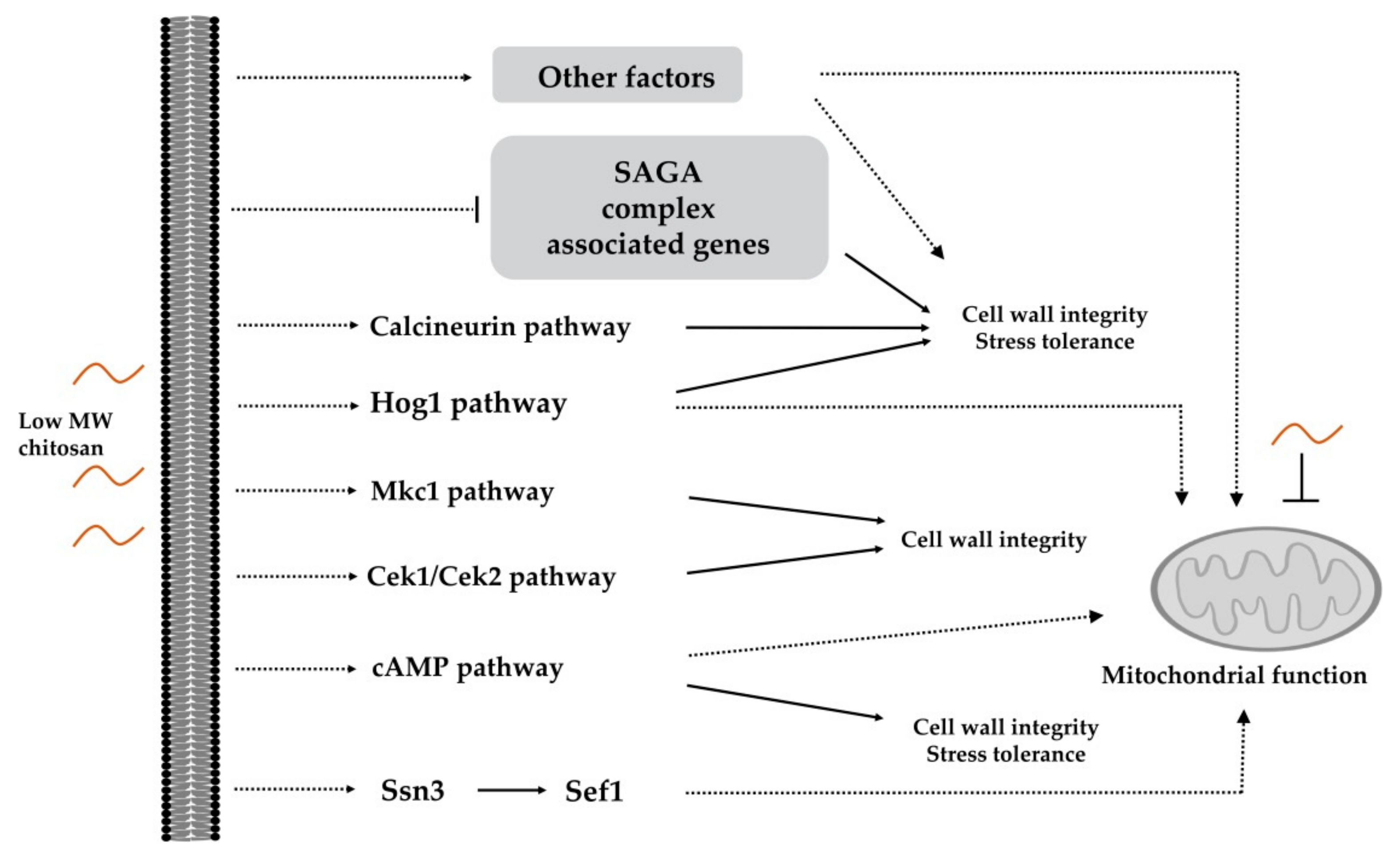 Antimicrobial Actions and Applications of Chitosan