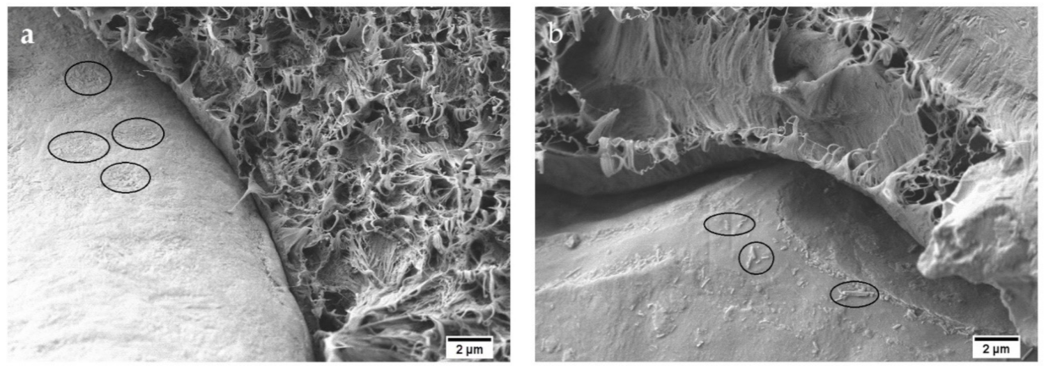 Polymers 13 00922 g004 Polymers 13 00922 g004