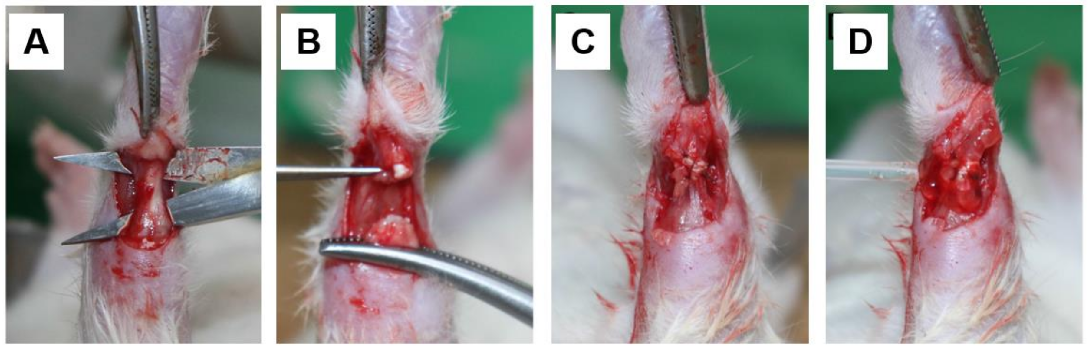 Polymers 13 00928 g001 Polymers 13 00928 g001