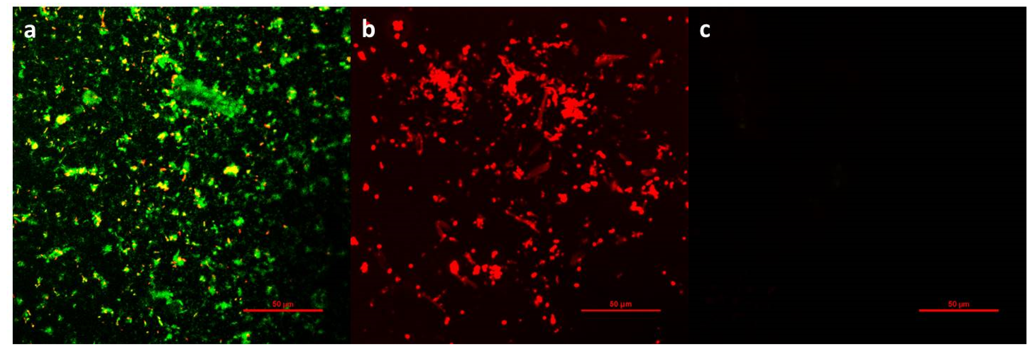 Polymers 13 00934 g006